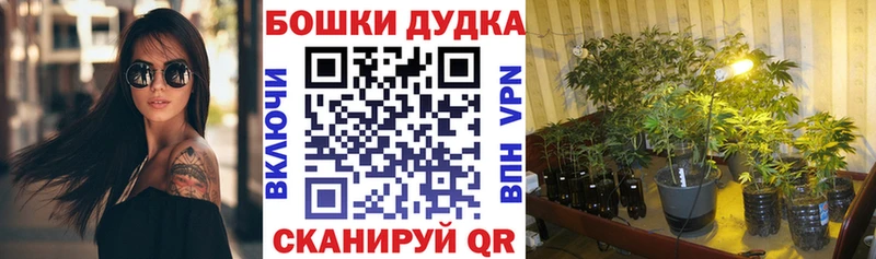 Каннабис White Widow продажа наркотиков Новозыбков